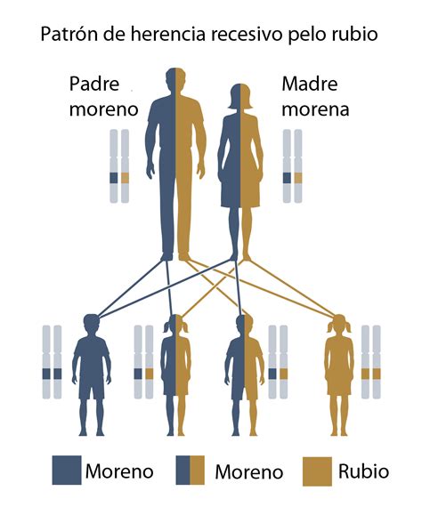 Una Pareja Morena Puede Tener Un Hijo Rubio Curiosoando