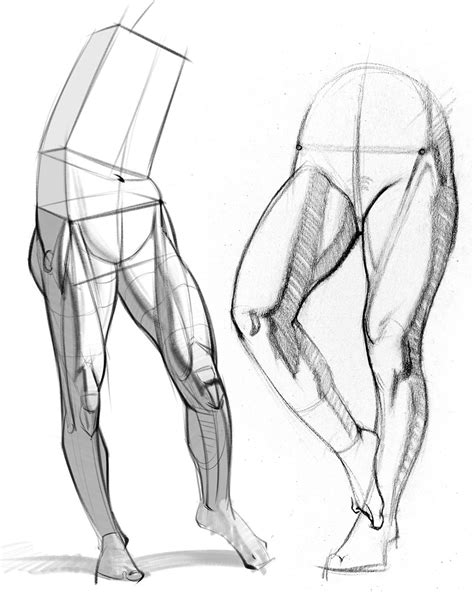 Leg Muscles Drawing