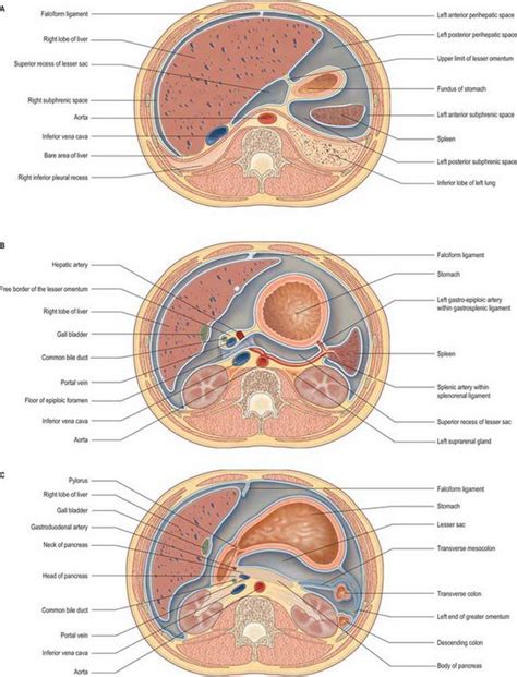 Peritoneum And Peritoneal Cavity Clinical Gate