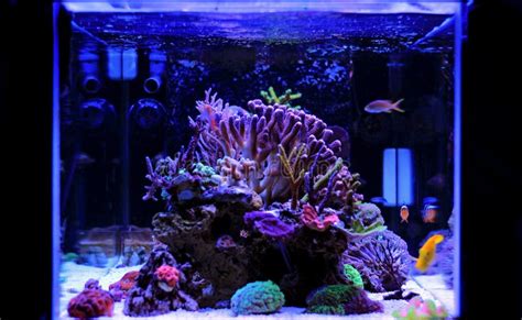 Saltwater Aquarium Coral Reef Tank Scene At Home Stock Photo Image