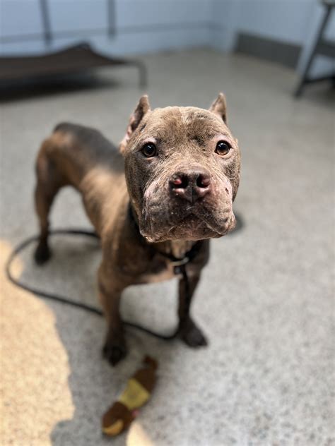 URGENT: Farson needs a miracle. He... - Pennsylvania SPCA