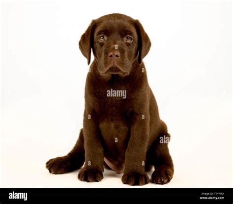 Chocolate Labrador Puppy Portrait Stock Photo Alamy