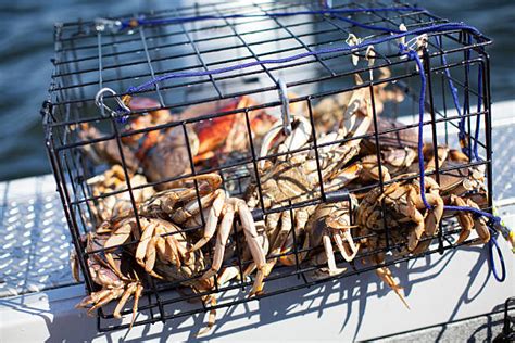Crab Cage Stock Photos Pictures And Royalty Free Images Istock