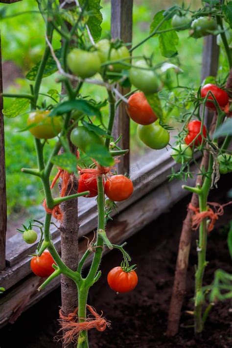 Tomatoes Ripen In The Greenhouse Home Harvest Harvest In The