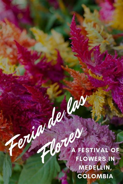 Feria De Las Flores A Flower Festival In Medellin • Choosing Figs