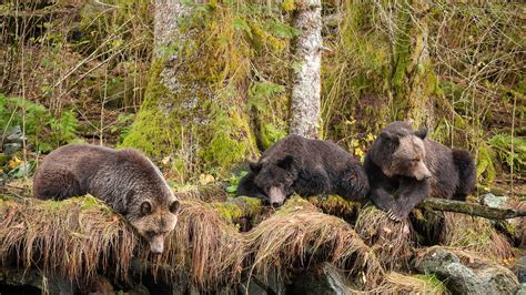 Great Bear Rainforest Forests Earth A New Wild