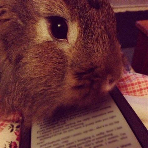Bunny Wants You To Stop Reading And Play With Him Already — The Daily