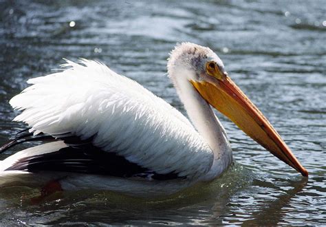American White Pelican Pelecanus Erythrorhynchos Natureworks