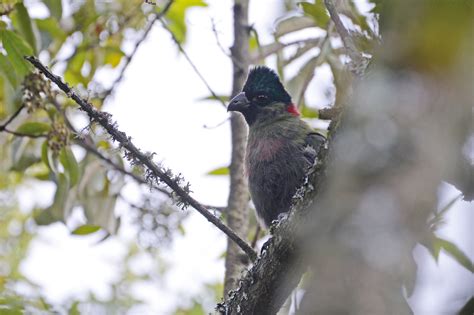 The rwenzori mountains were formed as a result of a shift in the earth's crust over 3 million years ago. Rwenzori Turaco - Dutch Birding