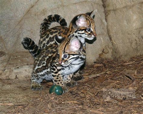 Ocelot Kittens For Sale Cats For Sale Price