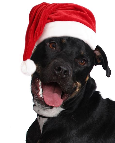 Sale Dog With Santa Hat In Stock
