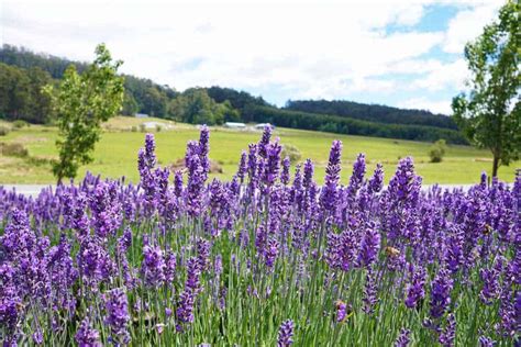 Growing Lavender Plants In Australia Au