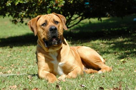 220 Unique Boerboel Names Ideas For Strong And Loyal Dogs Pet Keen