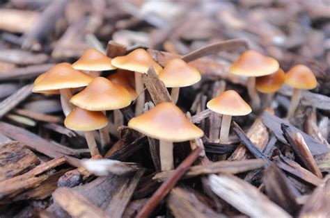 Melbourne Victoria 2013 Season Mushroom Hunting And Identification