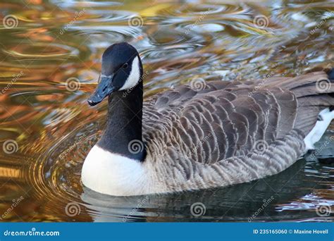 Wildlife Birds Close Up Of A Canadian Goose Stock Photo Image Of