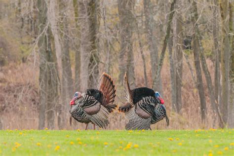States Turkey Harvest Shows Increase From 2018