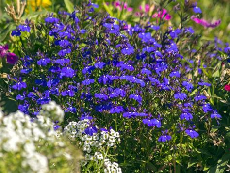 Blue Flowers Close Up Stock Image Image Of Nature Garden 166677617