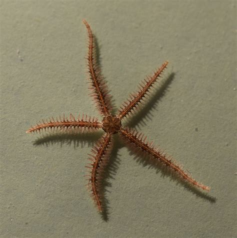 The Asexual Life Of Brittle Stars Courtney The Frogologist