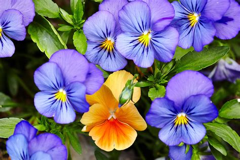 How To Plant And Grow Pansies