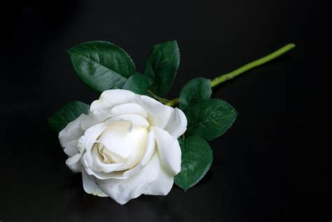 White Single Rose Single Rose Rose Single