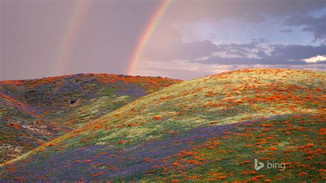 Beautiful Rainbow Flowers Bing Theme Wallpaper Preview