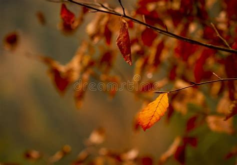 Golden Autumn Leaves Stock Image Image Of Green Beauty 81100419