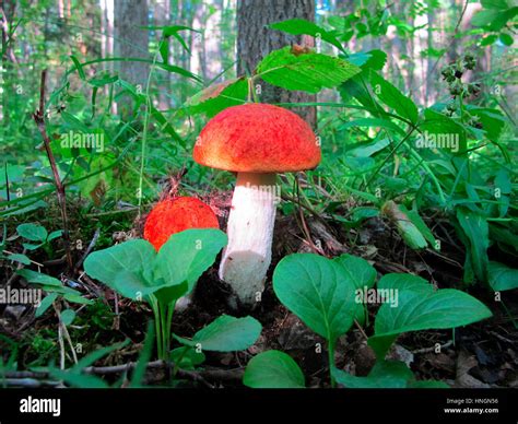 Red Cap Boletus Mushroom In The Forest Stock Photo Alamy