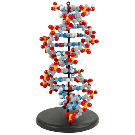 Dynamic DNA Dna Kit Dna Project Genetic Information