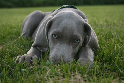 Blue Eyed Weimaraner Puppy