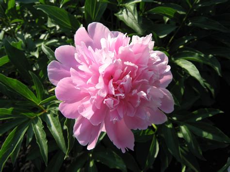 Peony Flower Wallpapers Wallpaper Cave