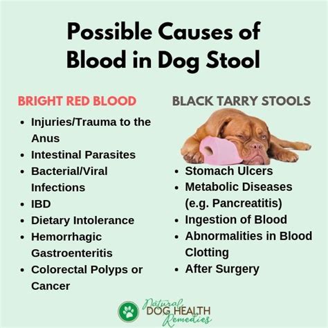 Causes Of Blood In Dog Stool And Home Remedies