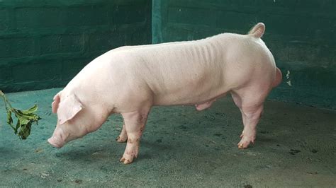 Chester White Pigs Breed Profile Behavior And Care