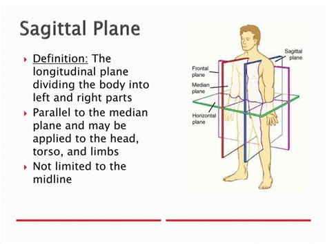 Ppt Anatomical Planes And Directions Powerpoint Presentation Id2685245