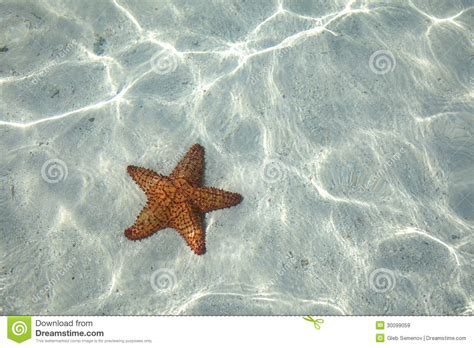 Starfish On The Bottom Stock Image Image Of Summer