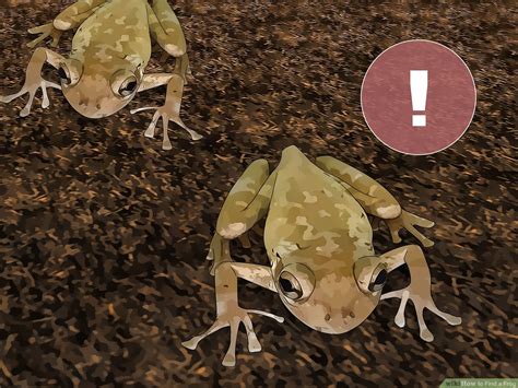 Frog Penis The Fascinating Facts You Need To Know Amphipedia