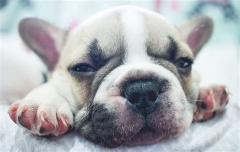 Welcome to pet names by babynames.com. 68 French Dog Names That'll Make You Say 'Oui, Oui' - SheKnows