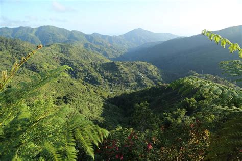 Jamaicas Blue And John Crow Mountains Designated A World Heritage Site
