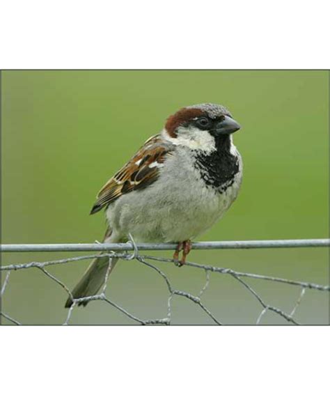 House Sparrow A Field Guide To Fieldston