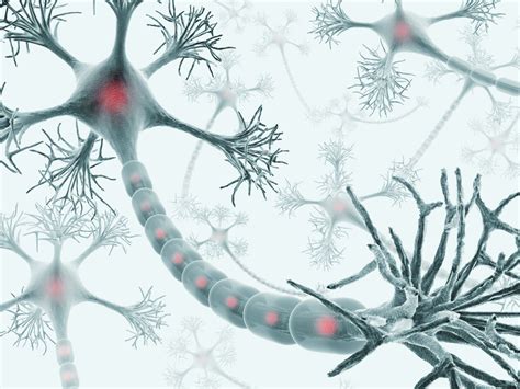 Understanding Neurons Role In The Nervous System