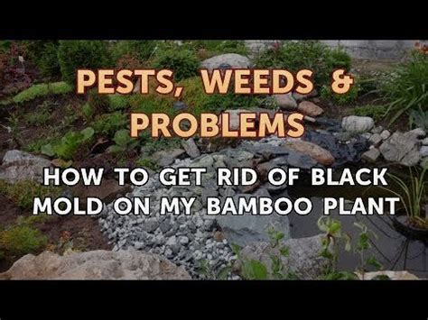 Mar 05, 2019 · spraying the leaves with insecticidal soap can help soften the sooty coating. How to Get Rid of Black Mold On My Bamboo Plant - YouTube