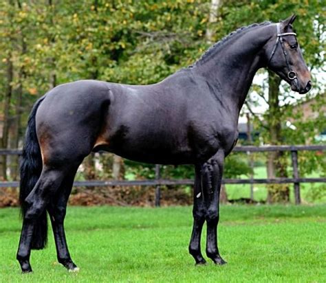 kwpn dutch sport horse stallion  gribaldi mooie paarden zwarte paarden paardenrassen