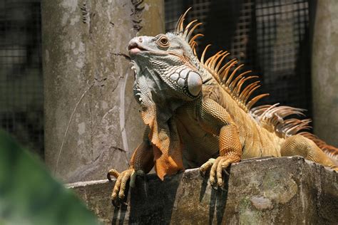 Iguana Species Id Zoochat