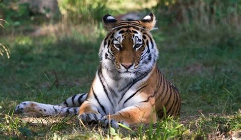 Why Do Tigers Need Eyes On Their Ears Pettime