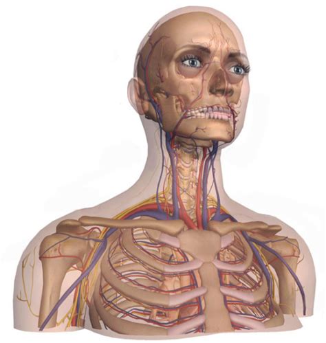 Fulldome Human Anatomy Spitz Inc
