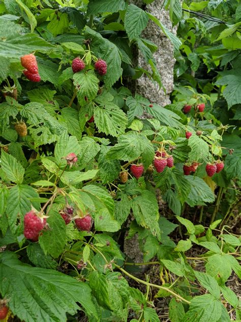 Caring For The Raspberry Bushes The Martha Stewart Blog