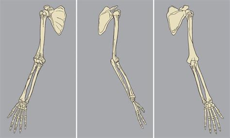 Human Arm Skeletal Anatomy Diagram 1166070 Vector Art At Vecteezy