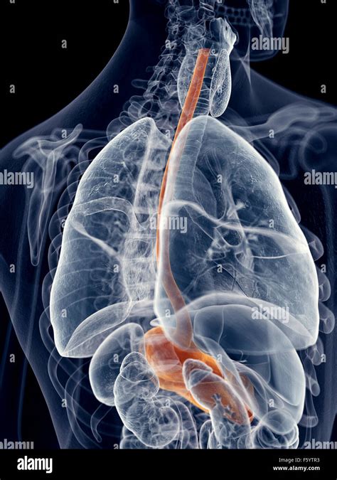 Esophagus Hi Res Stock Photography And Images Alamy
