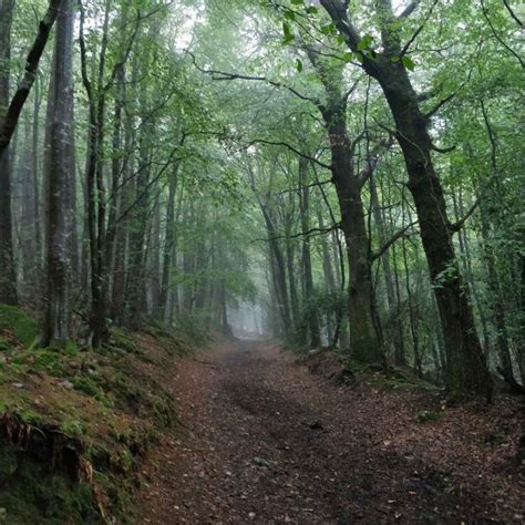 A Human History Of Forests And Woodlands In Ireland Irish History