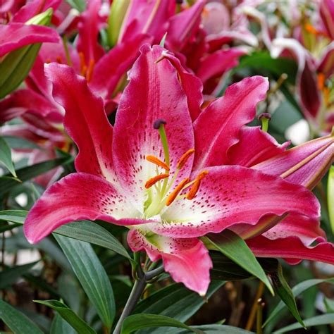 Get Lily Entertainer Summer Flowering Bulb Lilium In Mi At English