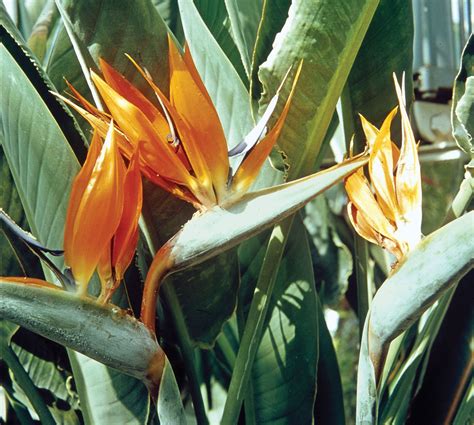 Types Of Bird Of Paradise Plants Vietnam Agriculture - vrogue.co